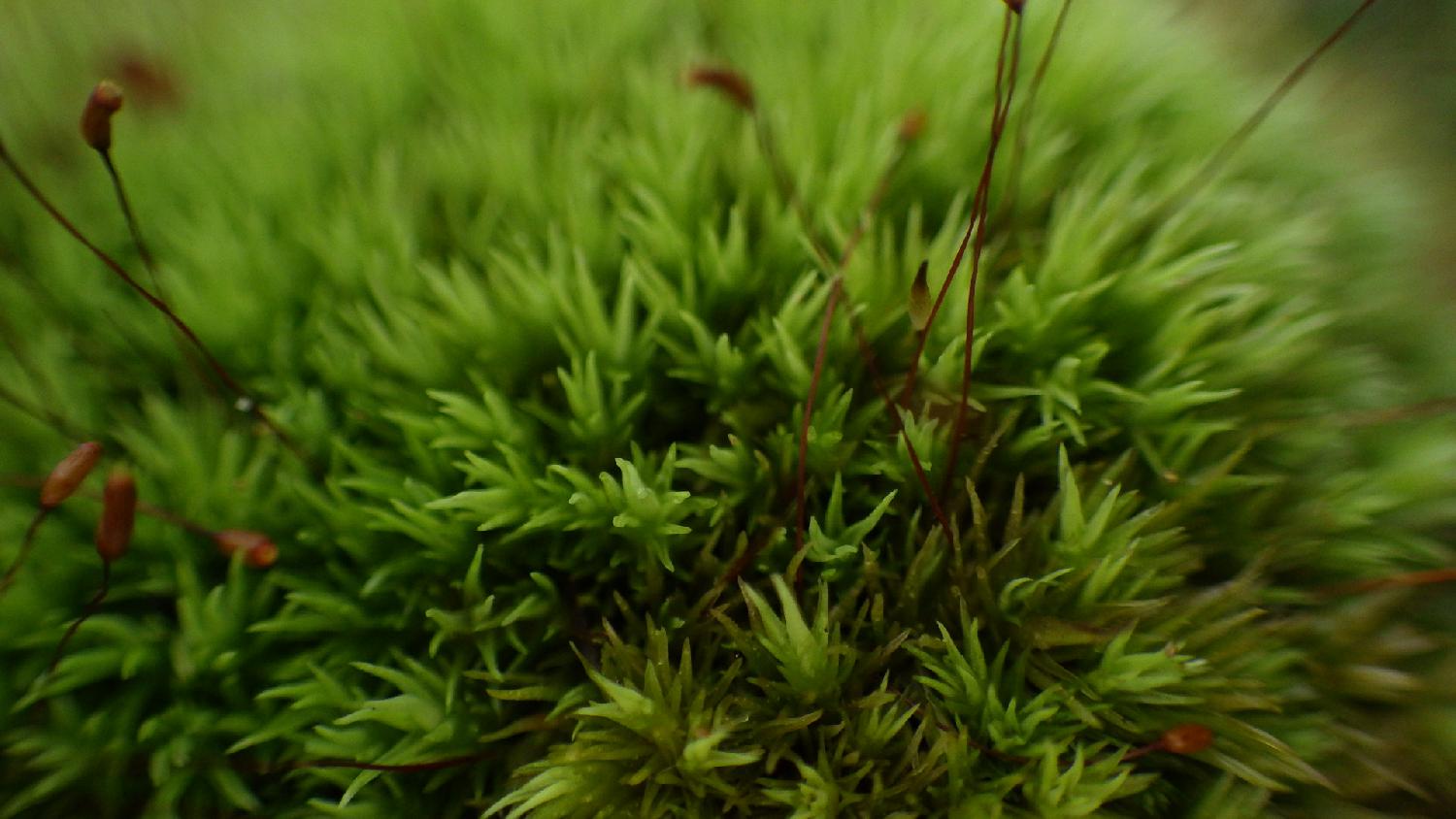苔の基本特性について４